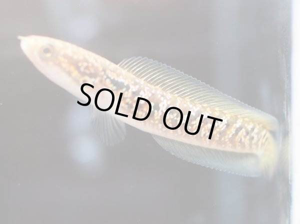 画像2: コウタイ レッドギャラクシー(8cm±) (2)