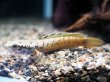 画像2: チャンナ オルナティピンニス(10cm±)上物 WILD (2)