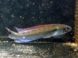 画像2: レッドパイクシクリッド(15cm±)WILDアタバポ★ (2)