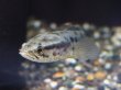 画像2: インディアンスネークヘッド(10cm±)WILDインド (2)