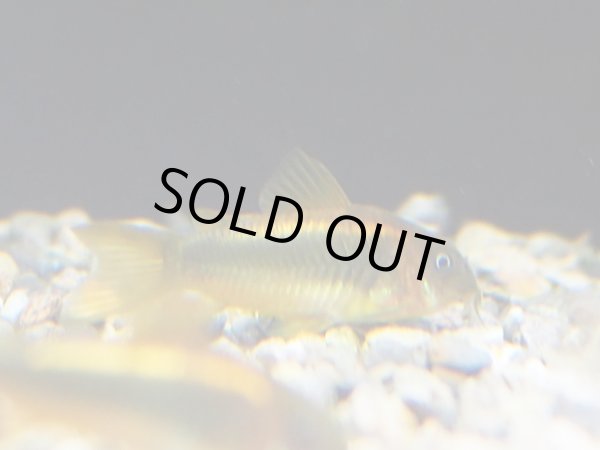 画像1: コリドラス イルミネータス オレンジ ブリード (1)