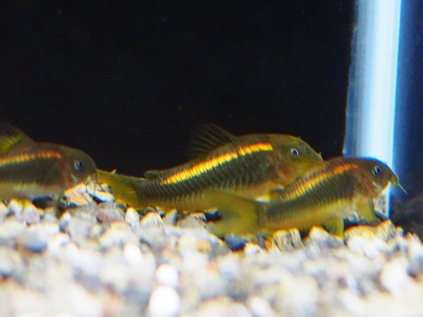 画像2: コリドラス イルミネータス オレンジ ブリード (2)