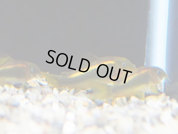 画像2: コリドラス イルミネータス オレンジ ブリード (2)