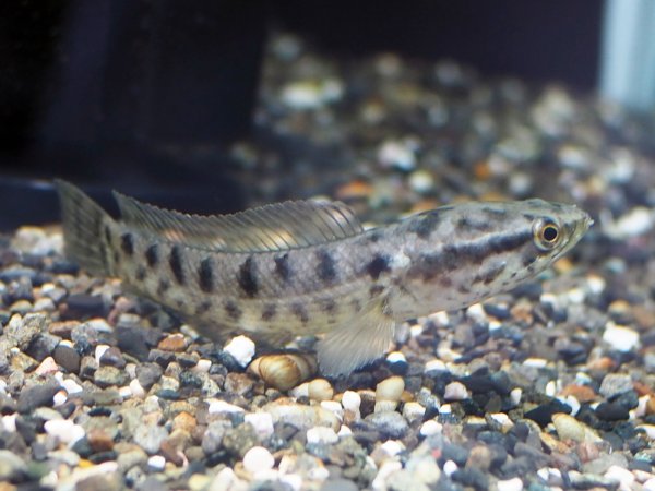 画像1: インディアンスネークヘッド(10cm±)WILDインド (1)