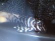 画像1: キングロイヤルペコルティア セミショート(4cm±)国産ブリード (1)
