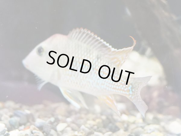 画像2: ゲオファーガス スタインダックネリー(7cm±)ブリード (2)