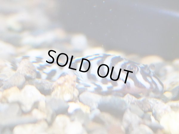 画像2: キングロイヤルペコルティア セミショート(4cm±)国産ブリード (2)