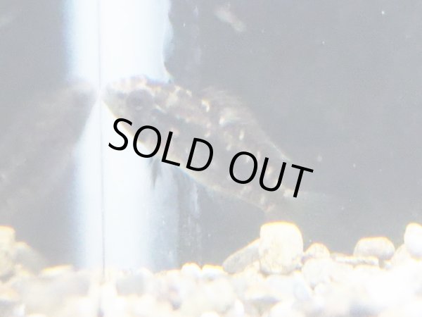 画像3: アピストグラマ アルア 1ペア WILDブラジル (3)