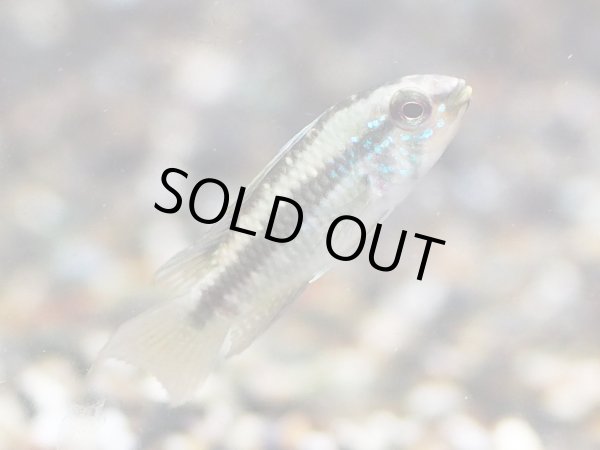 画像2: アピストグラマ アルア 1ペア WILDブラジル (2)