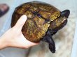 画像4: ニホンイシガメ メス(19cm±)WILD 訳アリ▲ (4)