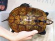 画像1: ニホンイシガメ メス(19cm±)WILD 訳アリ▲ (1)