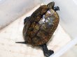 画像2: ニホンイシガメ メス(19cm±)WILD 訳アリ▲ (2)
