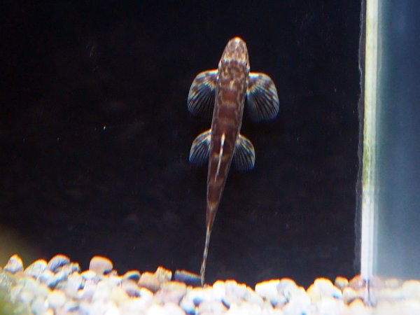 画像2: バンマネニア stenasoma(6cm±)WILDチャイナ (2)