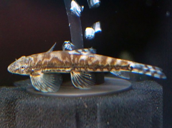 画像1: バンマネニア stenasoma(6cm±)WILDチャイナ (1)