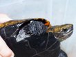 画像9: ニホンイシガメ メス(19cm±)WILD 訳アリ▲ (9)
