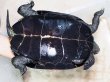 画像5: ニホンイシガメ メス(19cm±)WILD 訳アリ▲ (5)