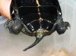 画像8: ニホンイシガメ メス(19cm±)WILD 訳アリ▲ (8)