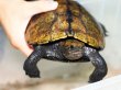画像3: ニホンイシガメ メス(19cm±)WILD 訳アリ▲ (3)