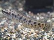 画像2: インディアンスネークヘッド(10cm±)WILDインド★ (2)