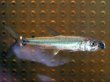 画像1: ゴライアス タイガーフィッシュ(6cm±)WILD (1)