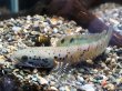 画像1: チャンナ オルナティピンニス(11cm±)WILD★ (1)