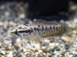 画像1: インディアンスネークヘッド(10cm±)WILDインド★ (1)