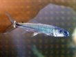 画像2: ゴライアス タイガーフィッシュ(6cm±)WILD (2)
