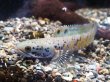 画像2: チャンナ オルナティピンニス(11cm±)WILD★ (2)