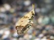 画像2: テトラオドンショウテデニー(4cm±)WILD (2)
