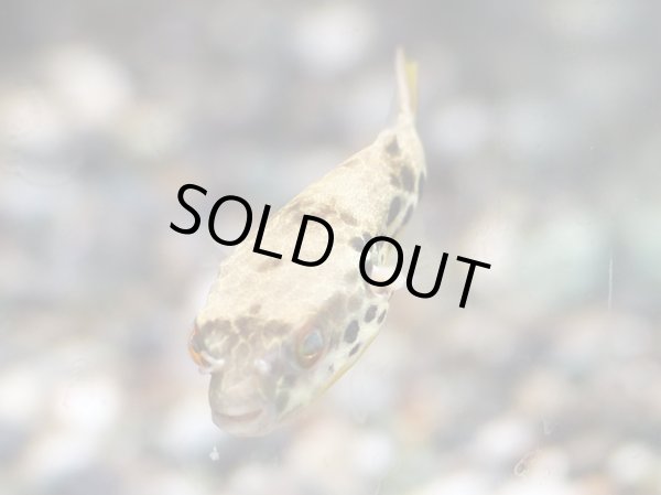 画像2: テトラオドンショウテデニー(4cm±)WILD (2)