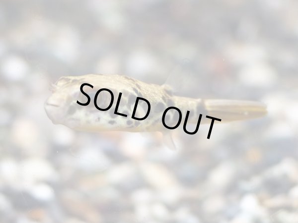 画像4: テトラオドンショウテデニー(4cm±)WILD (4)