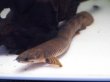 画像2: ポリプテルス モケーレムベンベ (20cm±)WILD★ (2)