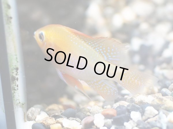 画像2: ジャパンレッドラミレジィ オスのみ (2)