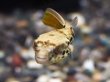 画像3: テトラオドンショウテデニー(4cm±)WILD (3)