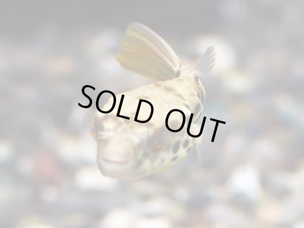 画像3: テトラオドンショウテデニー(4cm±)WILD (3)