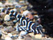 画像1: キングロイヤルペコルティア(5cm±)国産ブリード (1)