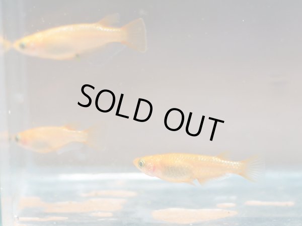 画像2: 紅華メダカ 1ペア (2)