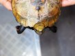 画像2: ニホンイシガメ メス(18cm±)WILD▲ (2)