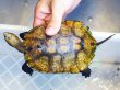 画像1: ニホンイシガメ メス (12cm±) WILD▲ (1)