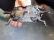 画像5: ニホンイシガメ メス (12cm±) WILD▲ (5)