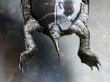画像6: ニホンイシガメ オス(16cm±)WILD▲ (6)