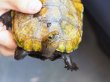 画像2: ニホンイシガメ メス (12cm±) WILD▲ (2)