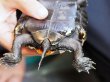 画像6: ニホンイシガメ メス (12cm±) WILD▲ (6)