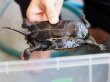 画像4: ニホンイシガメ メス (12cm±) WILD▲ (4)