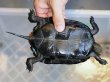画像3: ニホンイシガメ メス (12cm±) WILD▲ (3)