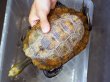 画像1: ニホンイシガメ メス(18cm±)WILD▲ (1)
