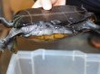 画像4: ニホンイシガメ メス(18cm±)WILD▲ (4)