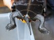 画像6: ニホンイシガメ メス(18cm±)WILD▲ (6)