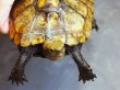 画像2: ニホンイシガメ オス(16cm±)WILD▲ (2)