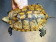 画像1: ニホンイシガメ オス(16cm±)WILD▲ (1)
